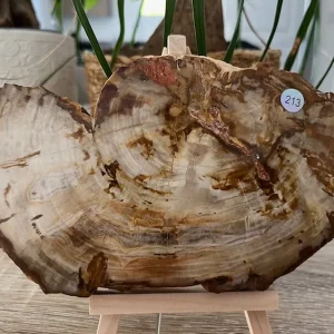 Bois Fossilisé Tranche 213