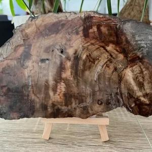 Bois Fossilisé Tranche 50