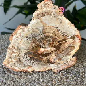 Bois Fossilisé Tranche N.355