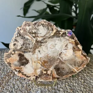 Bois Fossilisé Tranche N.352