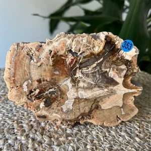 Bois Fossilisé Tranche N.353