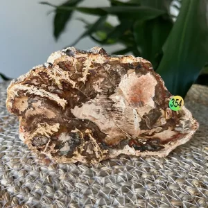 Bois Fossilisé Tranche N.354